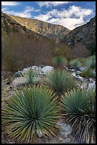Yucca, San Gabriel River Canyon, early morning. San Gabriel Mountains National Monument, California, USA ( color)