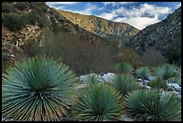 Yucca in East Fork San Gabriel River Canyon. San Gabriel Mountains National Monument, California, USA ( color)
