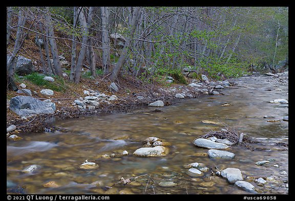 San Gabriel River and newly leafed trees. San Gabriel Mountains National Monument, California, USA (color)