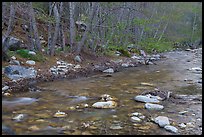 San Gabriel River and newly leafed trees. San Gabriel Mountains National Monument, California, USA ( color)