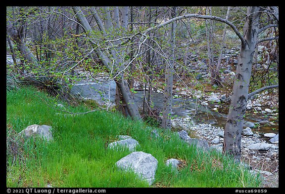 Green grass in San Gabriel River Canyon in late winter. San Gabriel Mountains National Monument, California, USA (color)