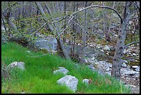 Green grass in San Gabriel River Canyon in late winter. San Gabriel Mountains National Monument, California, USA ( color)