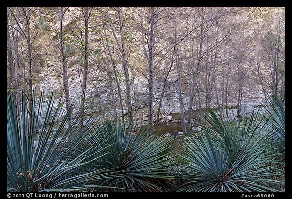 Yucca, trees, San Gabriel River, and canyon walls. San Gabriel Mountains National Monument, California, USA (color)