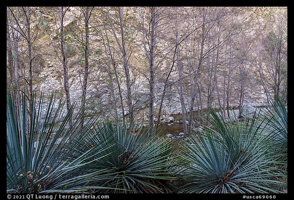 Yucca, trees, San Gabriel River, and canyon walls. San Gabriel Mountains National Monument, California, USA (color)