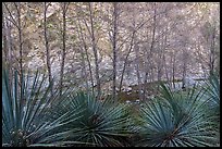 Yucca, trees, San Gabriel River, and canyon walls. San Gabriel Mountains National Monument, California, USA ( color)