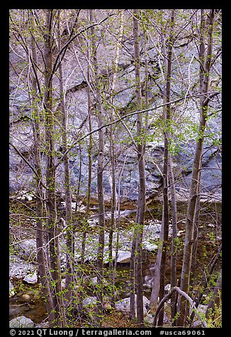 Newly leafed trees, river, and gorge. San Gabriel Mountains National Monument, California, USA (color)