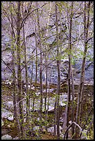 Newly leafed trees, river, and gorge. San Gabriel Mountains National Monument, California, USA ( color)