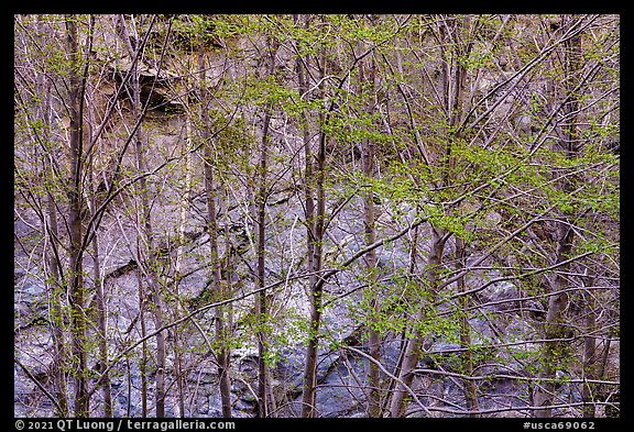 Newly leafed trees and rock wall. San Gabriel Mountains National Monument, California, USA (color)