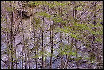 Newly leafed trees and rock wall. San Gabriel Mountains National Monument, California, USA ( color)