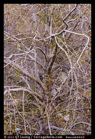 Tree with multiple branches just leafing out. San Gabriel Mountains National Monument, California, USA (color)