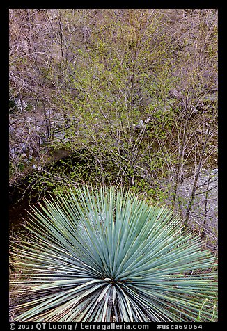 Yucca and trees with new leaves. San Gabriel Mountains National Monument, California, USA (color)