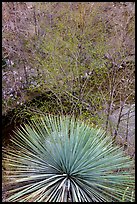 Yucca and trees with new leaves. San Gabriel Mountains National Monument, California, USA ( color)