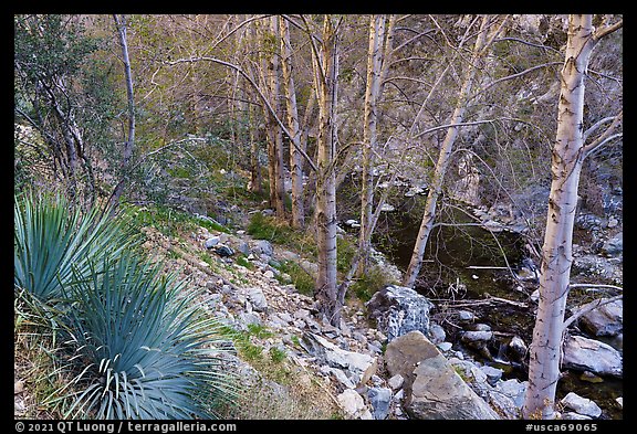 East Fork San Gabriel River gorge with yuccas and trees. San Gabriel Mountains National Monument, California, USA