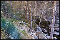 East Fork San Gabriel River gorge with yuccas and trees. San Gabriel Mountains National Monument, California, USA ( color)