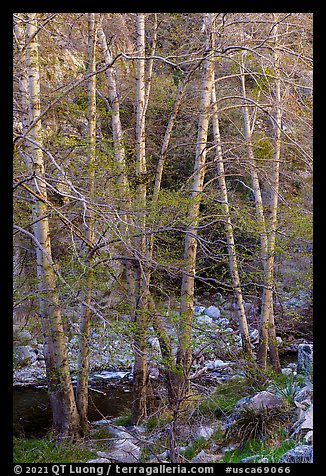 Trees with new leaves along East Fork of San Gabriel River. San Gabriel Mountains National Monument, California, USA