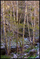 Trees with new leaves along East Fork of San Gabriel River. San Gabriel Mountains National Monument, California, USA ( color)