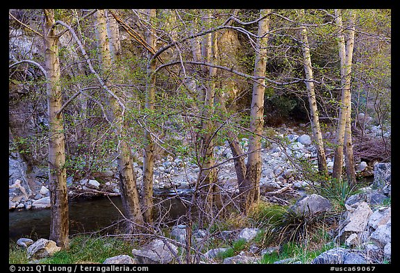 Trees with new leaves bordering East Fork of San Gabriel River. San Gabriel Mountains National Monument, California, USA (color)