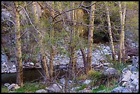 Trees with new leaves bordering East Fork of San Gabriel River. San Gabriel Mountains National Monument, California, USA ( color)