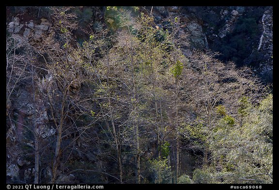 Backlit trees with new leaves, San Gabriel River Canyon. San Gabriel Mountains National Monument, California, USA