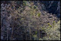 Backlit trees with new leaves, San Gabriel River Canyon. San Gabriel Mountains National Monument, California, USA ( color)
