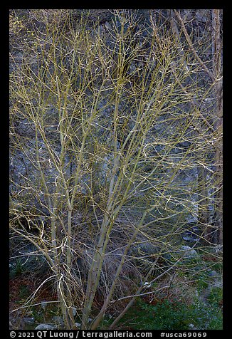 Backlit bare tree, San Gabriel River Canyon. San Gabriel Mountains National Monument, California, USA