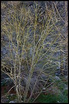 Backlit bare tree, San Gabriel River Canyon. San Gabriel Mountains National Monument, California, USA ( color)
