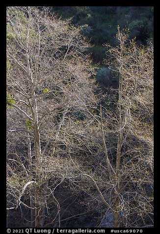 Backlit tree branches with new leaves. San Gabriel Mountains National Monument, California, USA (color)