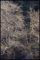 Backlit tree branches with new leaves. San Gabriel Mountains National Monument, California, USA ( color)