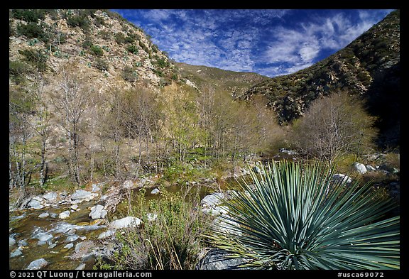 Yucca, trees, San Gabriel River in canyon. San Gabriel Mountains National Monument, California, USA (color)