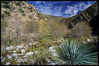 Yucca, trees, San Gabriel River in canyon. San Gabriel Mountains National Monument, California, USA ( color)