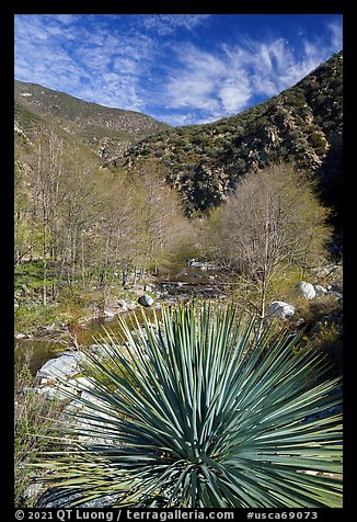 Yucca, trees, East Fork San Gabriel River. San Gabriel Mountains National Monument, California, USA