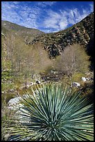 Yucca, trees, East Fork San Gabriel River. San Gabriel Mountains National Monument, California, USA ( color)