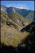 Trees with new leaves and shadows in deep East Fork San Gabriel River Canyon. San Gabriel Mountains National Monument, California, USA ( color)