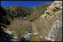 San Gabriel River flowing in canyon with newly leafed trees. San Gabriel Mountains National Monument, California, USA ( color)