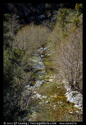 San Gabriel River flowing between trees with new leaves. San Gabriel Mountains National Monument, California, USA (color)