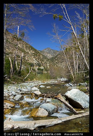 San Gabriel River flowing over rocks and framed by bare trees, Sheep Mountain Wilderness. San Gabriel Mountains National Monument, California, USA