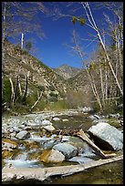 San Gabriel River flowing over rocks and framed by bare trees, Sheep Mountain Wilderness. San Gabriel Mountains National Monument, California, USA ( color)