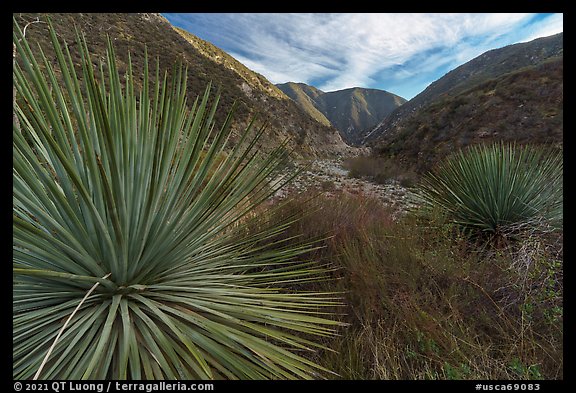 Huge yucca, East Fork San Gabriel River Canyon, Sheep Mountain Wilderness. San Gabriel Mountains National Monument, California, USA (color)