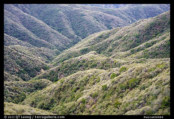 Forested hills, front range. San Gabriel Mountains National Monument, California, USA (color)