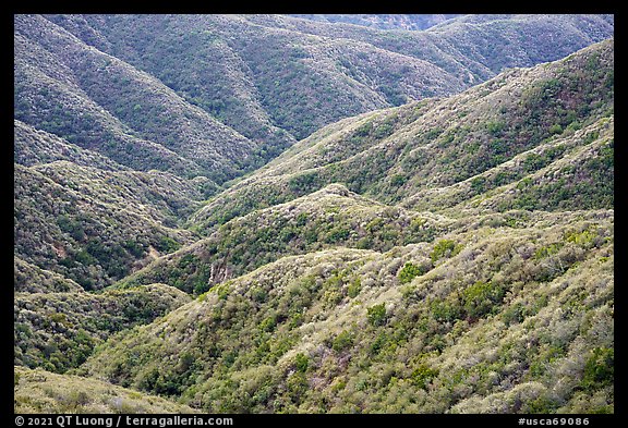 Forested hills, front range. San Gabriel Mountains National Monument, California, USA