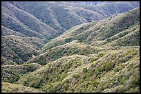 Forested hills, front range. San Gabriel Mountains National Monument, California, USA ( color)