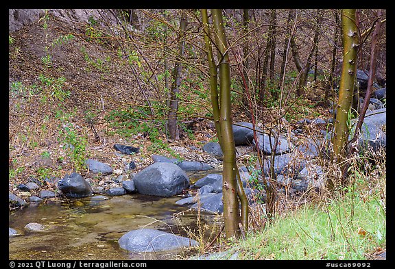 Arroyo Seco flowing in lush riparian environment. San Gabriel Mountains National Monument, California, USA (color)