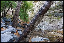 Arroyo Seco flowing in canyon. San Gabriel Mountains National Monument, California, USA ( color)