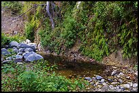 Lush Arroyo Seco canyon with ferns on walls. San Gabriel Mountains National Monument, California, USA ( color)