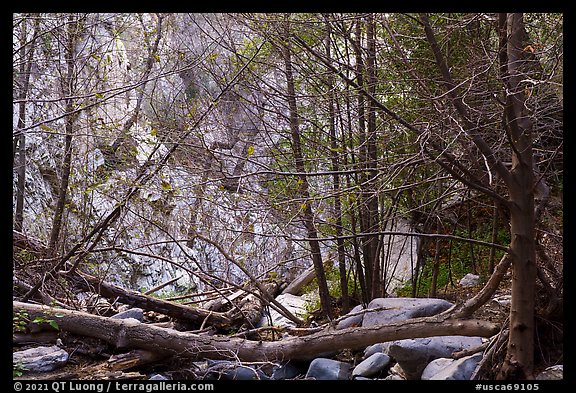 Fallen trees across Arroyo Seco canyon. San Gabriel Mountains National Monument, California, USA (color)