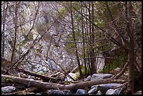 Fallen trees across Arroyo Seco canyon. San Gabriel Mountains National Monument, California, USA ( color)