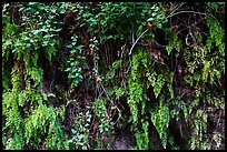 Ferns on canyon wall. San Gabriel Mountains National Monument, California, USA ( color)