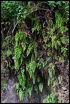 Close-up of ferns on canyon wall. San Gabriel Mountains National Monument, California, USA ( color)