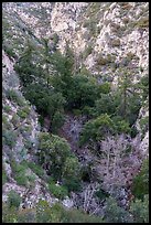 Bear Canyon from above. San Gabriel Mountains National Monument, California, USA ( color)