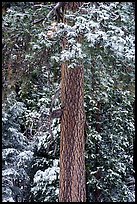 Pine tree trunk with fresh snow, Valley of the Falls. Sand to Snow National Monument, California, USA ( color)